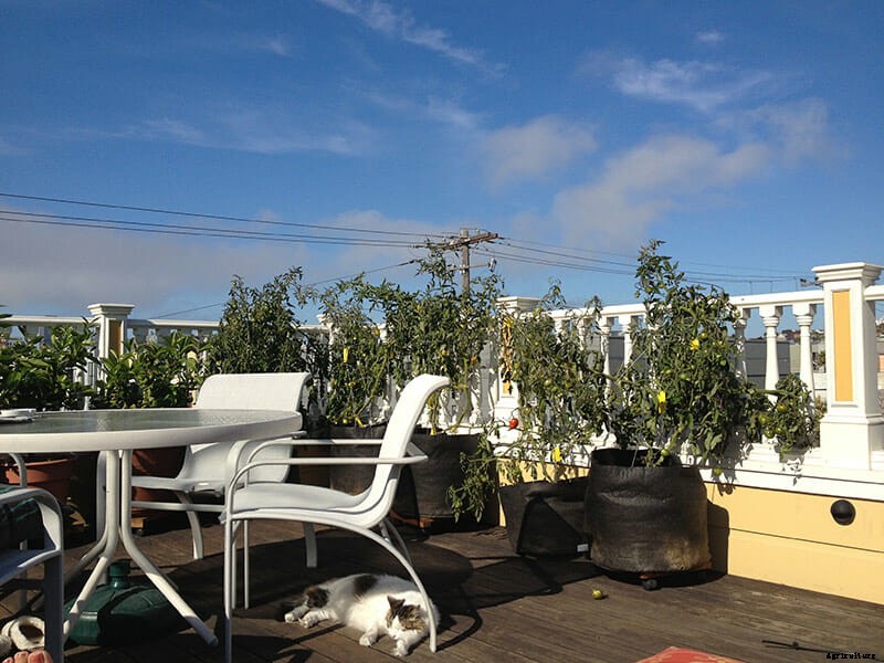 7 Modern Farmer Readers’ Urban Gardens