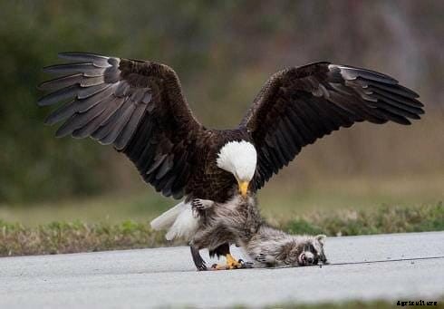Gators and Rattlers and Buzzards and Boars: The Wild Side of NASA’s Campus