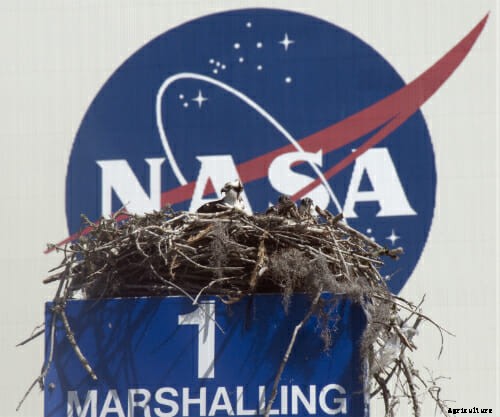 Gators and Rattlers and Buzzards and Boars: The Wild Side of NASA’s Campus