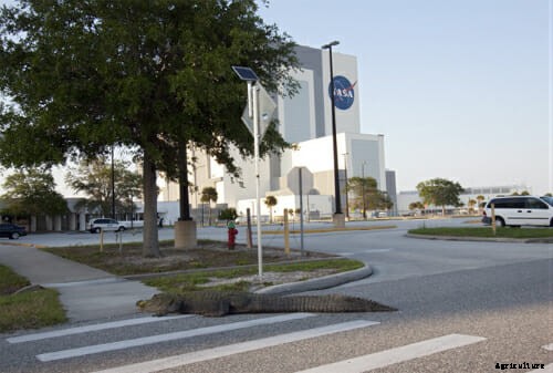 Gators and Rattlers and Buzzards and Boars: The Wild Side of NASA’s Campus