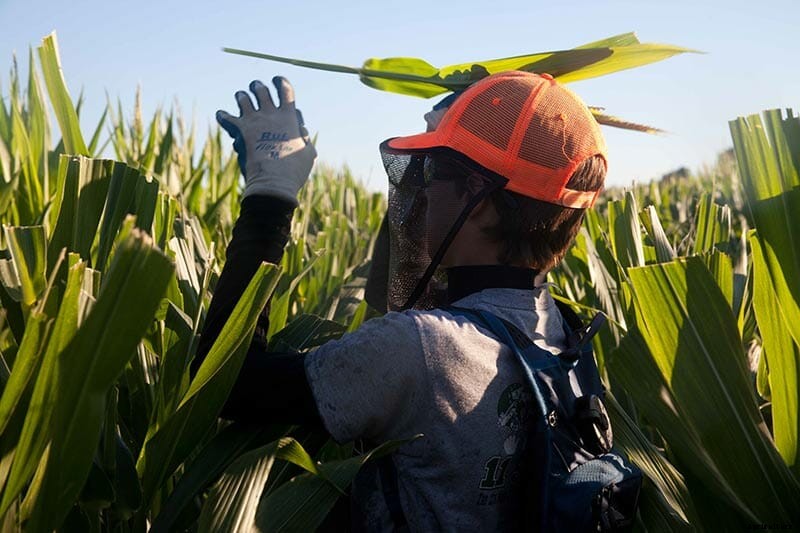 Children of the Corn