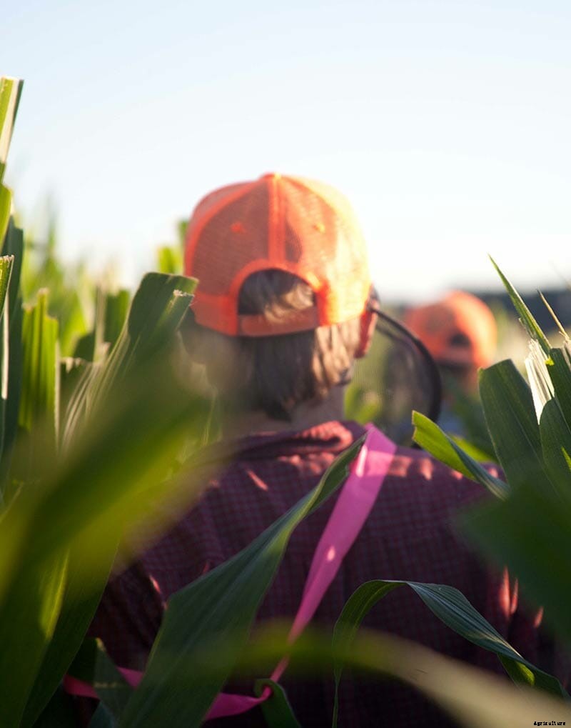 Children of the Corn