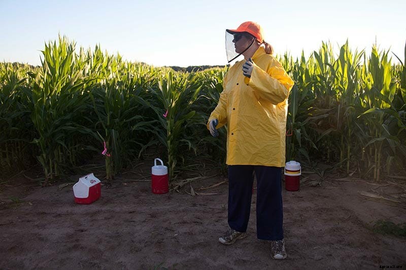 Children of the Corn