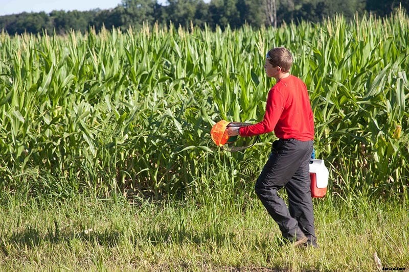 Children of the Corn