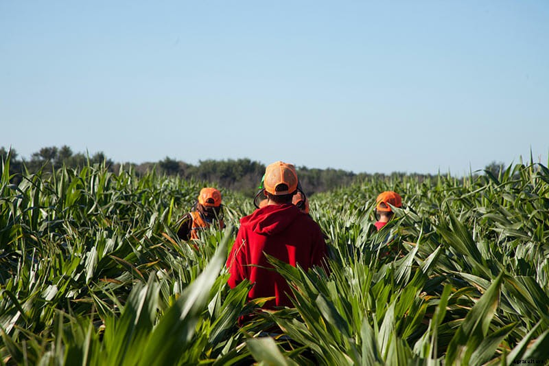 Children of the Corn