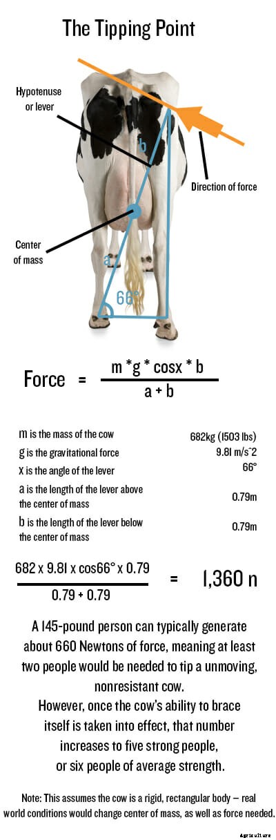 Cow Tipping: Fake or Really Fake?