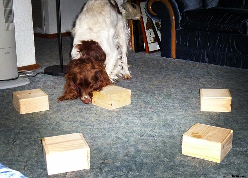 Truffle Hunting Has Gone to the Dogs