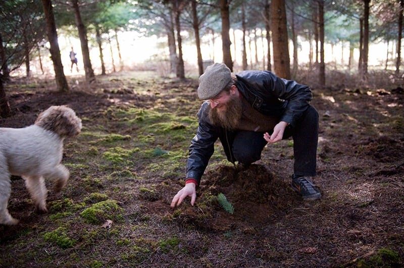 Truffle Hunting Has Gone to the Dogs