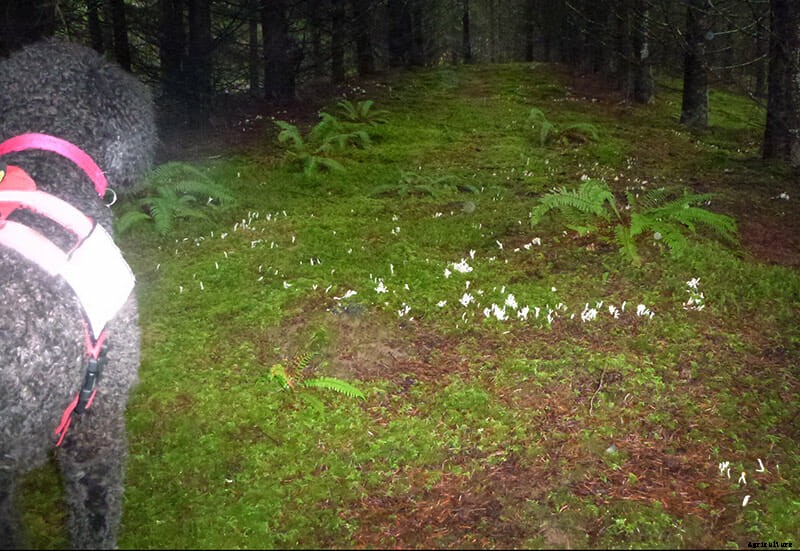 Truffle Hunting Has Gone to the Dogs