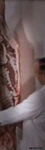 The Rise and Fall of the Great American Hog