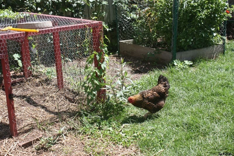 How to Design a Shared Backyard