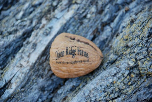 Totally Nuts: This Farm Runs on Walnut Shells