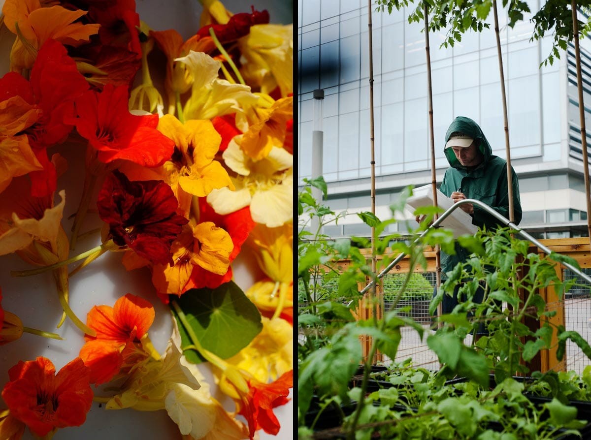 Meet Tom Colicchio’s Urban Milkcrate Farmer