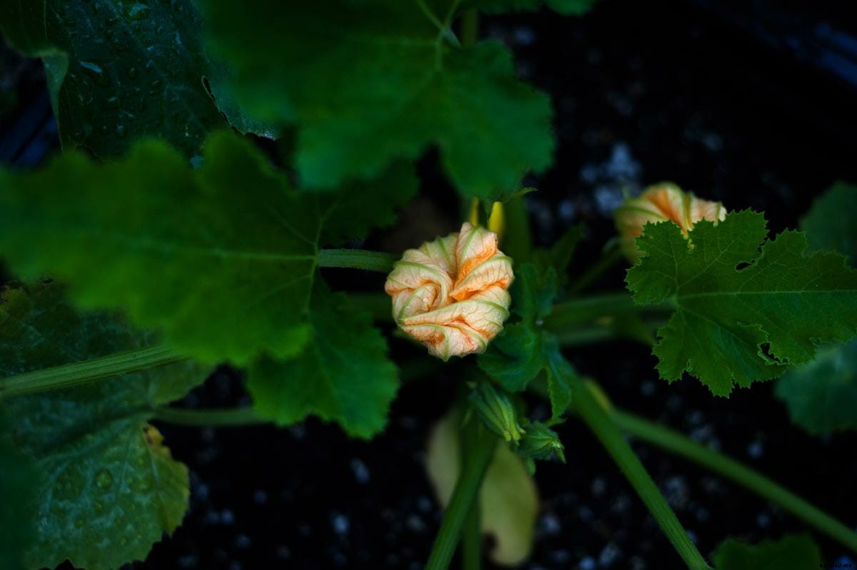 Meet Tom Colicchio’s Urban Milkcrate Farmer