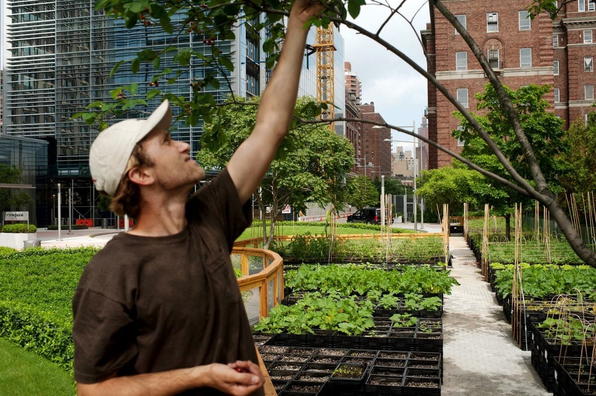 Meet Tom Colicchio’s Urban Milkcrate Farmer