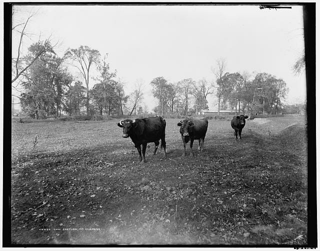 13 Classic Cattle Pics