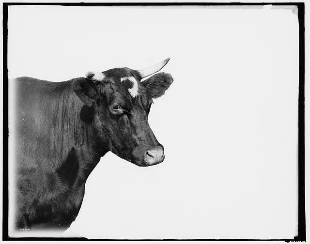 13 Classic Cattle Pics