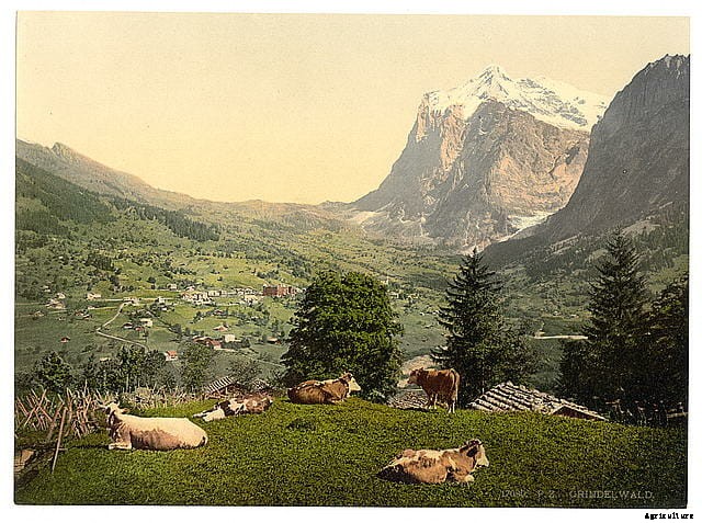 13 Classic Cattle Pics