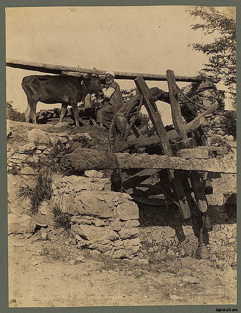 13 Classic Cattle Pics