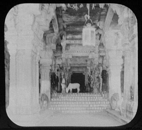 13 Classic Cattle Pics