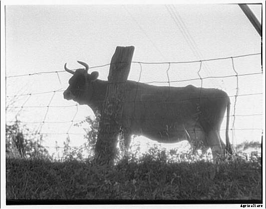 13 Classic Cattle Pics