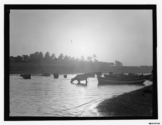 13 Classic Cattle Pics