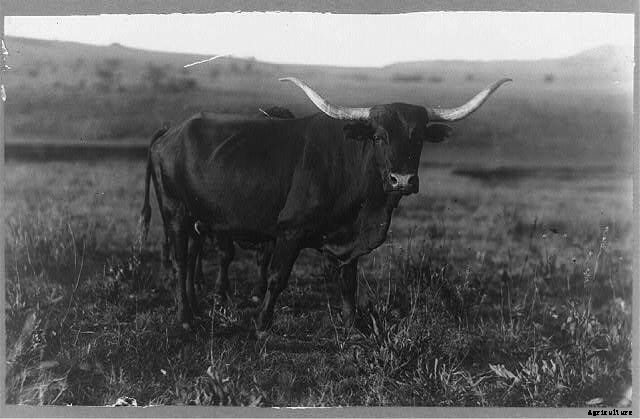13 Classic Cattle Pics