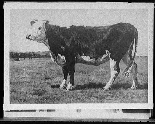 13 Classic Cattle Pics