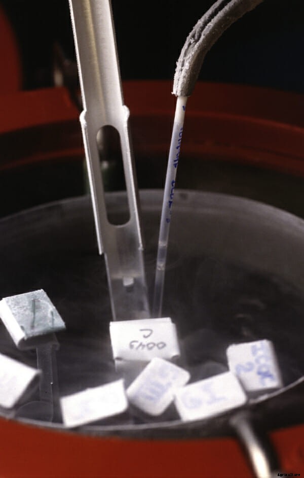 The Apocalypse Sperm Bank