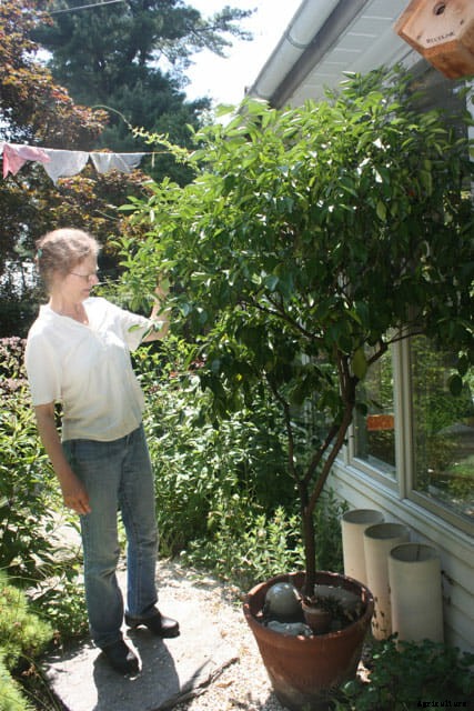 How to Grow Citrus Indoors