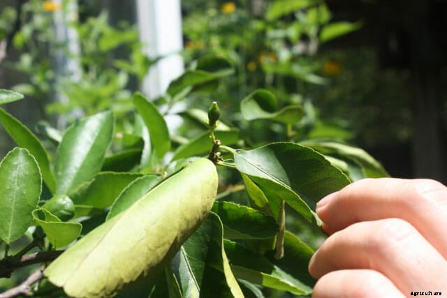 How to Grow Citrus Indoors