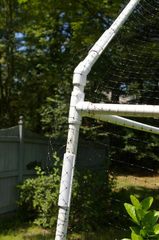 How to Grow Citrus Indoors