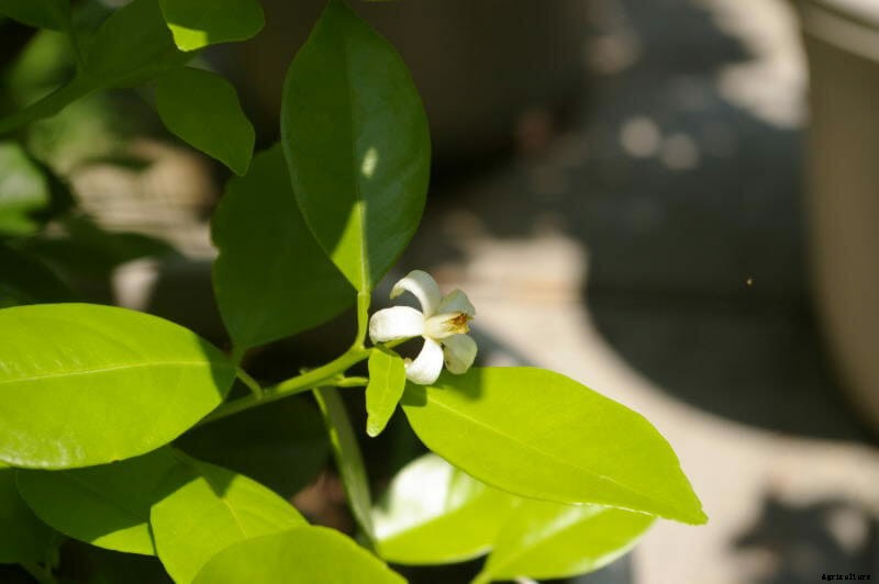 How to Grow Citrus Indoors