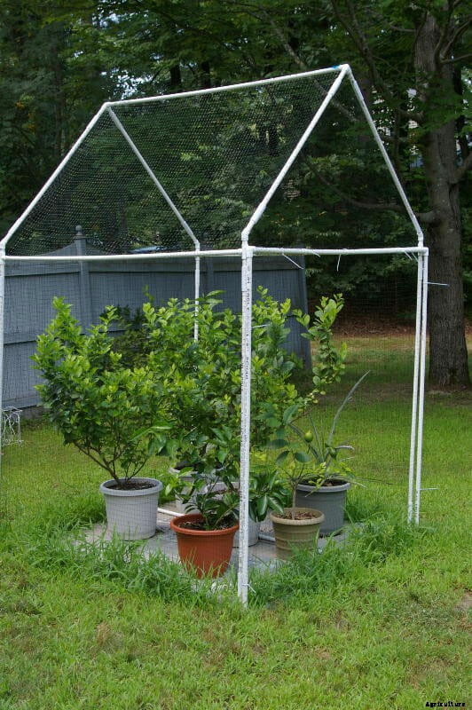 How to Grow Citrus Indoors