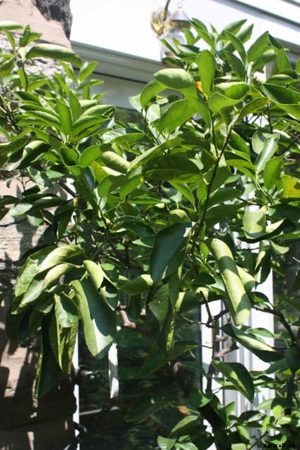 How to Grow Citrus Indoors