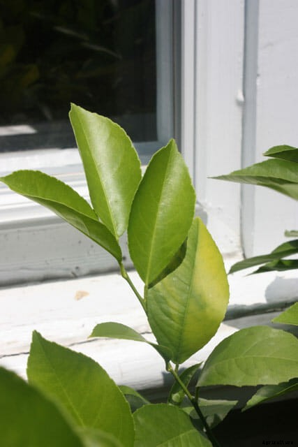 How to Grow Citrus Indoors