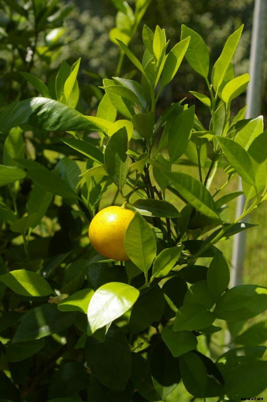How to Grow Citrus Indoors