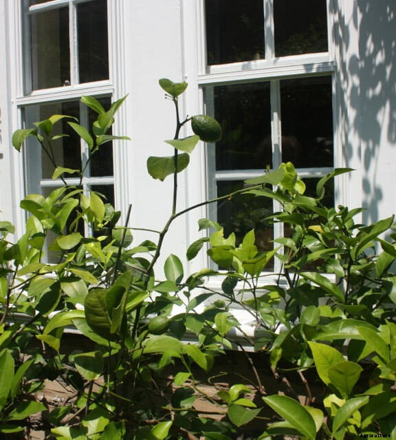 How to Grow Citrus Indoors