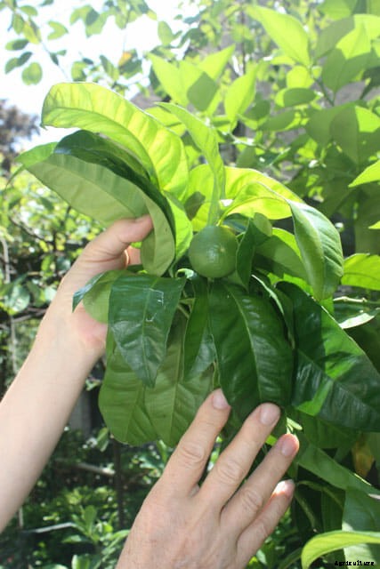 How to Grow Citrus Indoors