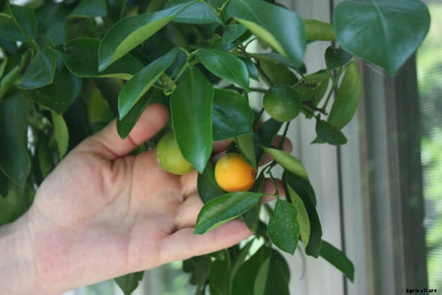 How to Grow Citrus Indoors