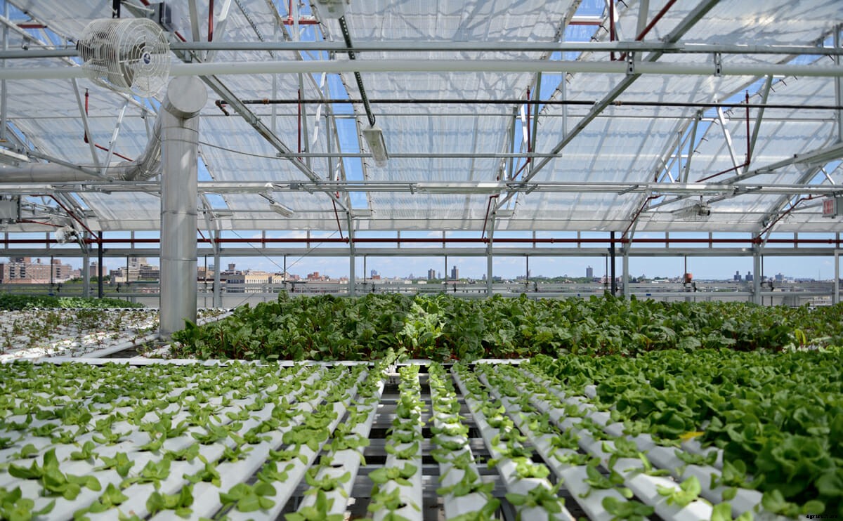 A Hydroponic Rooftop Farm Grows in the Bronx