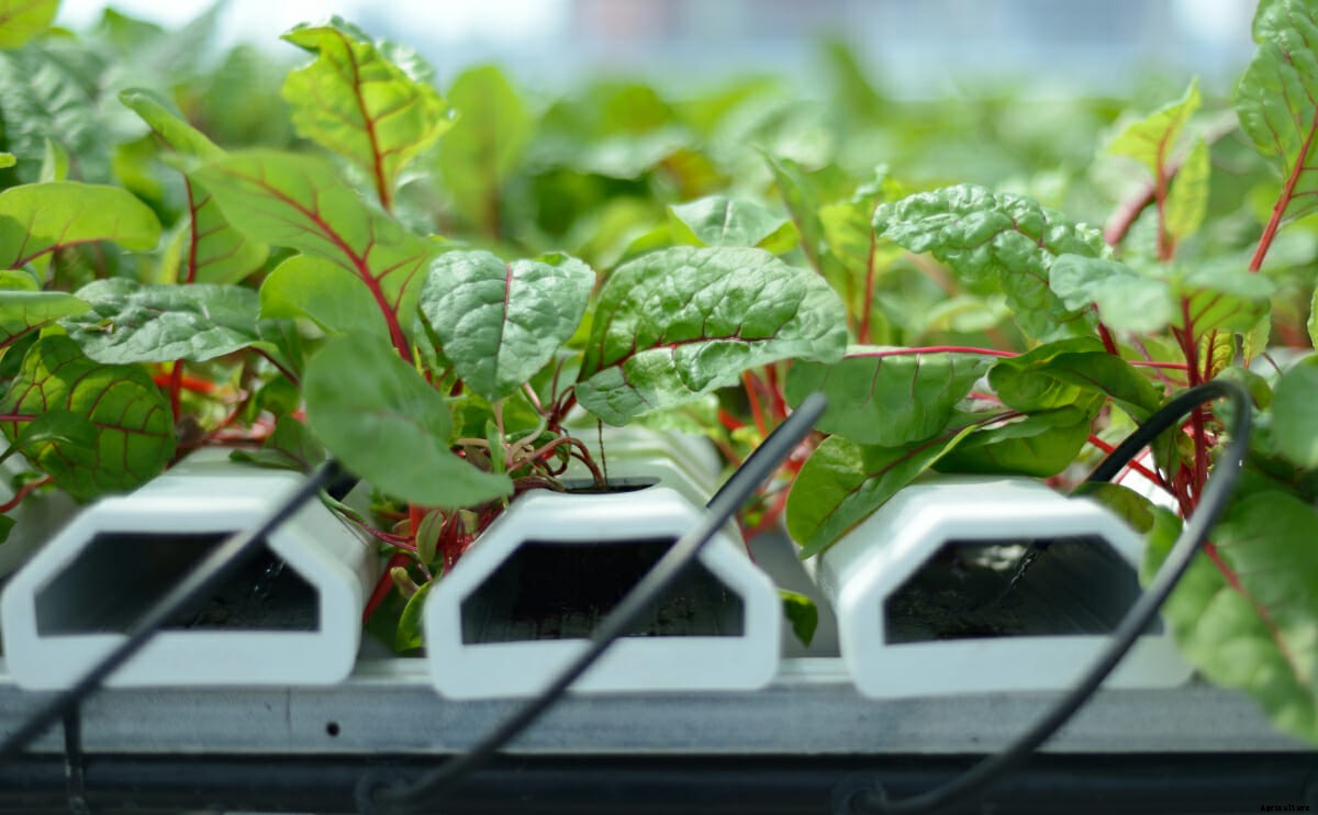 A Hydroponic Rooftop Farm Grows in the Bronx