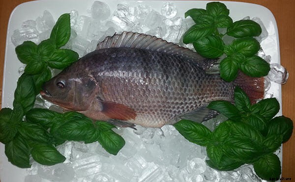 Cashing In: Specialty Crops Bolster Urban Farms