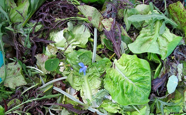 Cashing In: Specialty Crops Bolster Urban Farms