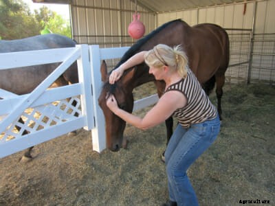 All Hands on a Horse Body