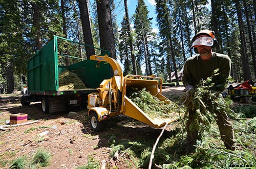 Foraging for Scents at Juniper Ridge