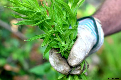 Foraging for Scents at Juniper Ridge
