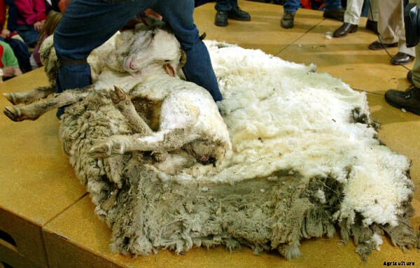 Will a Sheep’s Wool Grow Forever?