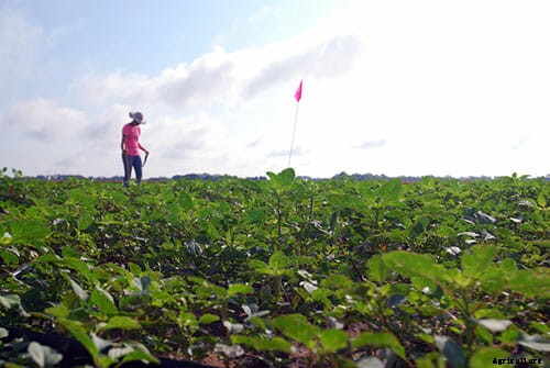 Pigweed in the Cotton: A ‘Superweed’ Invades Georgia