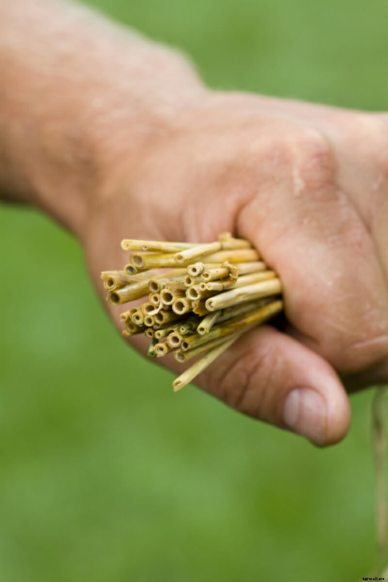 How to Build a Straw Bale Garden